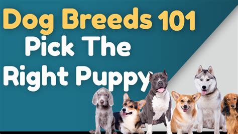 dog breeds 101 book